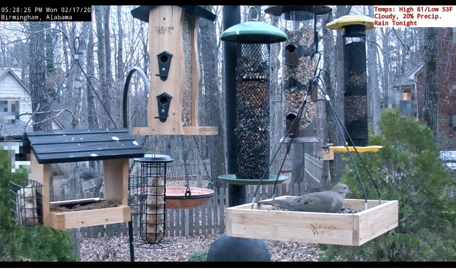 bird feeder live cam