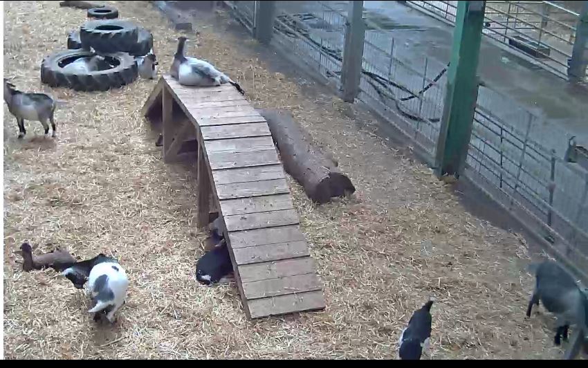 live goats webcam